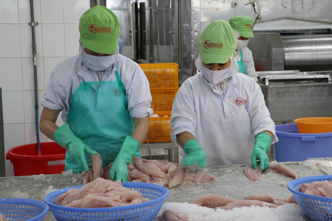 Lao động nữ làm việc tại Công ty Cổ phần Gò Đàng (Khu công nghiệp Mỹ Tho). Ảnh: Minh Trí/TTXVN tien-giang-2.jpg