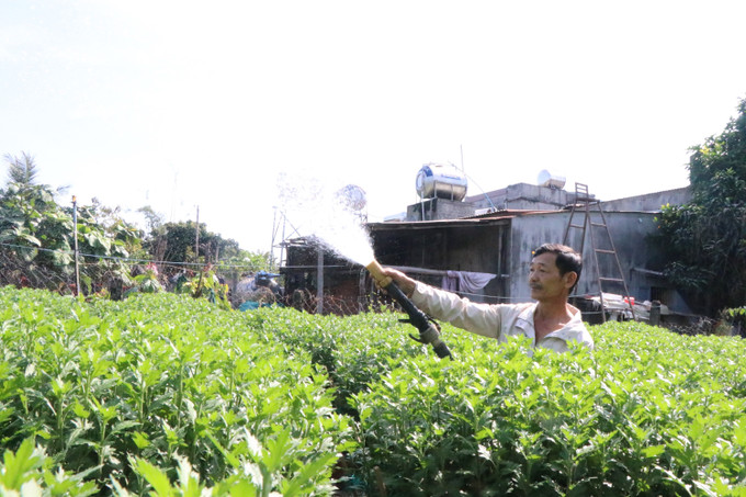 Ông Lê Văn Long, tại thôn 14, xã Ea Wer, tỉnh Đắk Lắk tất bật chăm sóc hoa cúc các loại.