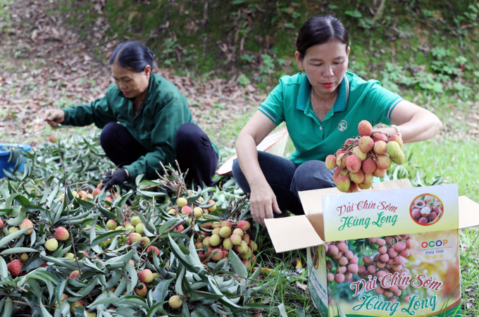 Đây là giống vải chín sớm duy nhất ở tỉnh Phú Thọ được Cục Sở hữu trí tuệ cấp chứng nhận bảo hộ nhãn hiệu, đạt chứng chỉ OCOP 3 sao. Đây là giống vải chín sớm duy nhất ở tỉnh Phú Thọ được Cục Sở hữu trí tuệ cấp chứng nhận bảo hộ nhãn hiệu, đạt chứng chỉ OCOP 3 sao.