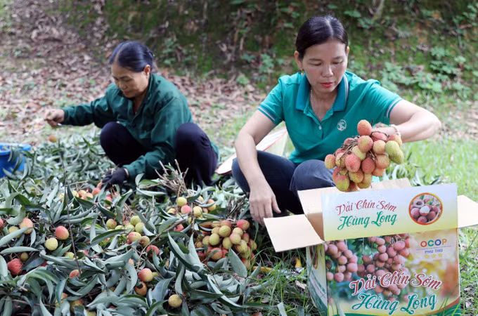 Đây là giống vải chín sớm duy nhất ở tỉnh Phú Thọ được Cục Sở hữu trí tuệ cấp chứng nhận bảo hộ nhãn hiệu, đạt chứng chỉ OCOP 3 sao.