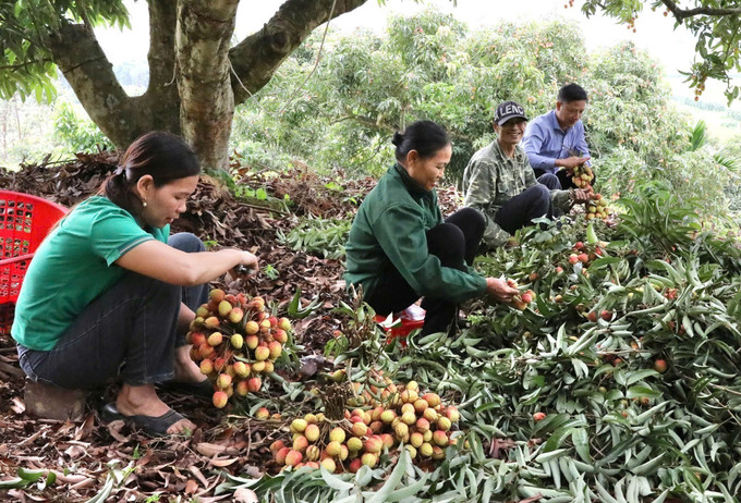 Từ đầu tháng 5, nông dân xã Hùng Long, huyện Đoan Hùng đã khẩn trương thu hoạch vải cung ứng ra thị trường. Từ đầu tháng 5, nông dân xã Hùng Long, huyện Đoan Hùng đã khẩn trương thu hoạch vải cung ứng ra thị trường.