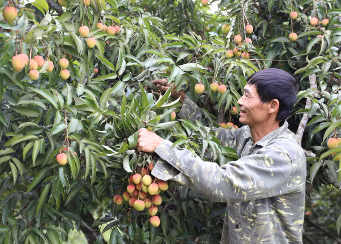 Hộ gia đình ở khu Đồng Ao, xã Hùng Long trồng gần 300 cây vải trên diện tích khoảng 3 héc ta, thu nhập bình quân đạt 350 triệu đồng/năm.