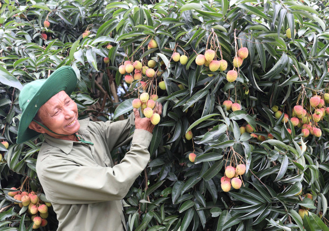 Nhờ quả vải đặc sản, đời sống người dân xã Hùng Long, huyện Đoan Hùng ngày một khởi sắc. vai-chin-som-2.jpg