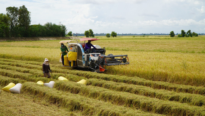 Nông dân vùng đầu nguồn tỉnh Đồng Tháp tranh thủ thu hoạch vụ lúa Hè thu để đón mùa nước nổi. Ảnh: Nhựt An/TTXVN dong-thap.jpg