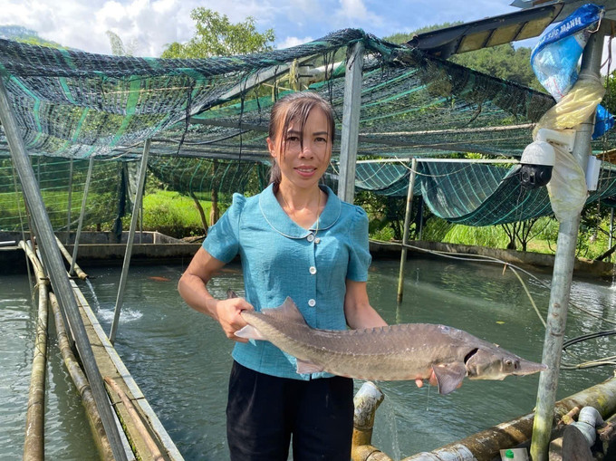 Thu nhập chính của gia đình anh Công đến từ chăn nuôi cá tầm thương phẩm. Thu nhập chính của gia đình anh Công đến từ chăn nuôi cá tầm thương phẩm.