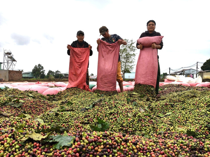 Nông dân Gia Lai phơi cà phê.