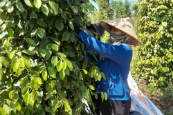 Người dân vùng biên phấn khởi đón Tết nhờ vốn tín dụng chính sách ưu đãi