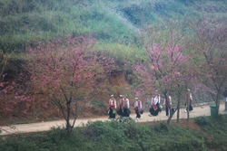 Mùa hoa anh đào xóm Mừng - điểm hẹn du lịch gắn với bảo tồn văn hóa Mường