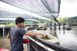 Mở hướng kinh tế mới với mô hình nuôi cá chạch lấu trong bể nổi tuần hoàn