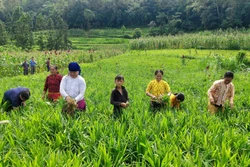 Đồng bào vùng cao thoát nghèo nhờ cây gừng