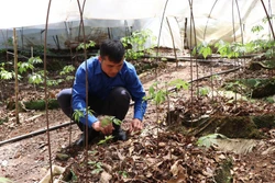 Tặng 3.000 cây sâm Ngọc Linh giống cho thanh niên vùng khó