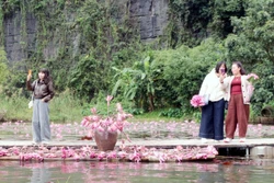 Sắc hồng Tam Cốc thu hút đông đảo du khách trong nước và quốc tế