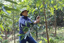 'Vàng xanh' mở lối làm giàu trên đất dốc Phú Thọ