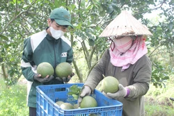 Tạo thương hiệu riêng cho nông sản Bình Phước