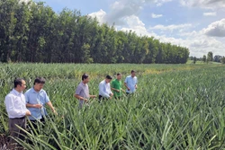 Chuyển đổi cây trồng cho hiệu quả cao trên vùng phèn trũng