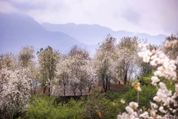 Ngỡ ngàng mùa hoa sơn tra nở trắng bản Nậm Nghiệp