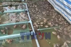 Tín dụng chính sách khơi thông sinh kế cho nông hộ