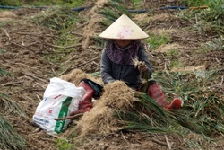 Gia Lai được mùa, được giá vụ kiệu Tết