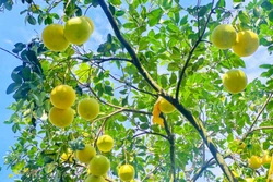 Thúc đẩy tiêu thụ bưởi Phúc Trạch đạt chuẩn hữu cơ