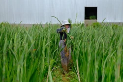 Làng hoa lay ơn lớn nhất Lâm Đồng bội thu vụ Tết