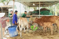 Đồng hành cùng người dân vùng biên phát triển kinh tế, gắn kết tình quân dân