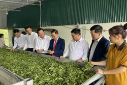 Thái Nguyên: Trao quyết định công nhận Làng nghề Chè Shan Tuyết