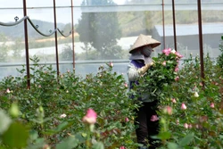 Đồng bào K’Ho thoát nghèo nhờ trồng hoa hồng công nghệ cao
