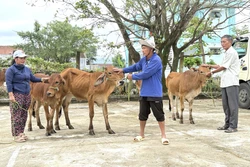 Đắk Lắk hỗ trợ người dân khôi phục sản xuất sau thiên tai