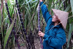 Phát triển mía tím Mường Bi thành cây trồng đặc sản