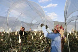 Hỗ trợ đồng bào vùng cao ứng phó rét đậm, rét hại và sương muối