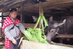 Giữ ấm cho đàn gia súc nơi vùng cao, biên giới Tuyên Quang