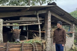 Người dân vùng cao chủ động phòng, chống đói rét cho đàn vật nuôi