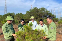 Trồng rừng gắn chế biến, Gia Lai tạo chuỗi giá trị cho nông – lâm nghiệp