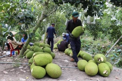 Chuyển trên 15.800 ha đất lúa kém hiệu quả sang trồng mít xuất khẩu