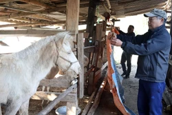 Phòng chống đói, rét cho vật nuôi ở vùng núi cao