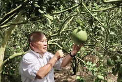 Từ ruộng phèn đến trang trại tỷ đồng của 'vua lúa' An Giang