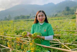 Nhân rộng mô hình vườn rau sạch, hàng rào xanh ở các xã biên giới