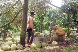 Đắk Nông xử lý thông tin xấu độc trên mạng xã hội đối với sầu riêng
