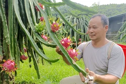 Đổi thay từ đất đồi kém hiệu quả đến vườn Thanh Long tiền triệu
