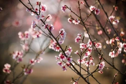 Sắc xuân bừng sáng trên đảo hoa anh đào Pá Khoang, Điện Biên