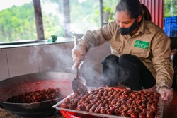 Mận Bắc Hà, từ đặc sản vùng cao đến sản phẩm OCOP bền vững