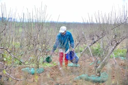 Thủ phủ đào phai xứ Thanh thay áo mới