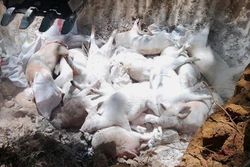 Siết chặt kiểm soát, phòng chống dịch tả lợn châu Phi