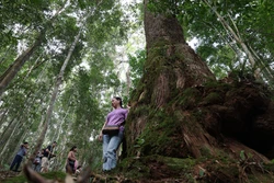 Khám phá rừng pơ mu - 'Di sản sống' nơi phía Tây Đà Nẵng