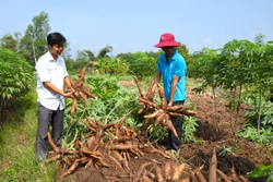 Mô hình liên kết '4 nhà': Bước ngoặt để ngành sắn phát triển bền vững