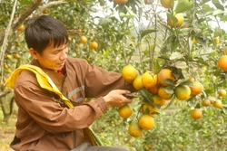 Chuẩn VietGAP, hữu cơ nâng tầm giá trị cây có múi