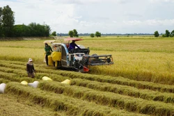 Nông dân Đồng Tháp tất bật thu hoạch lúa, đón mùa nước nổi