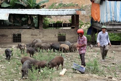 96 năm thành lập Đảng: Dấu ấn của Đảng trong phát triển kinh tế khu vực miền núi