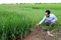 Bẫy chuột bằng điện ở ruộng lúa tiềm ẩn nguy hiểm