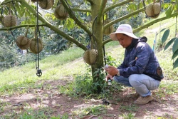 Trồng sầu riêng hữu cơ mở hướng đi mới cho nông nghiệp miền núi Khánh Hòa